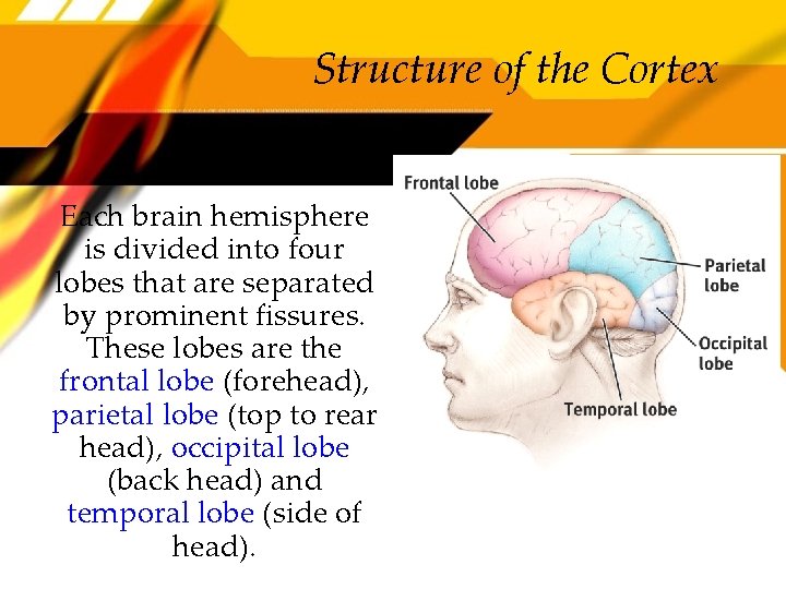 Structure of the Cortex Each brain hemisphere is divided into four lobes that are