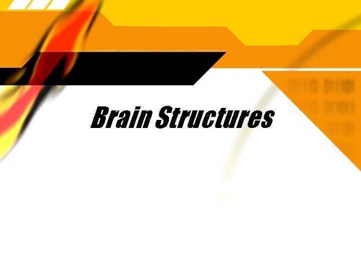 Brain Structures 