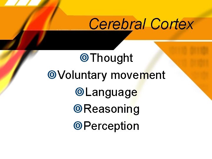 Cerebral Cortex Thought Voluntary movement Language Reasoning Perception 