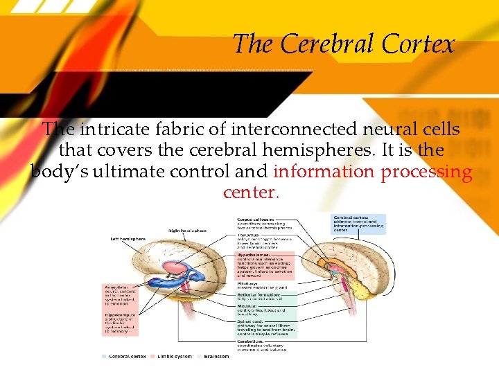 The Cerebral Cortex The intricate fabric of interconnected neural cells that covers the cerebral