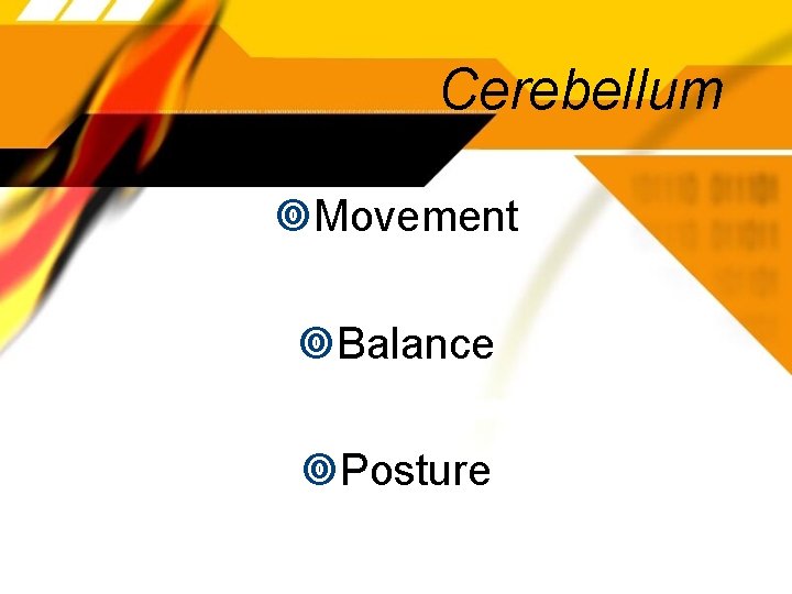 Cerebellum Movement Balance Posture 