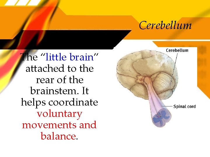 Cerebellum The “little brain” attached to the rear of the brainstem. It helps coordinate