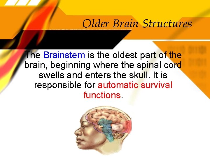 Older Brain Structures The Brainstem is the oldest part of the brain, beginning where