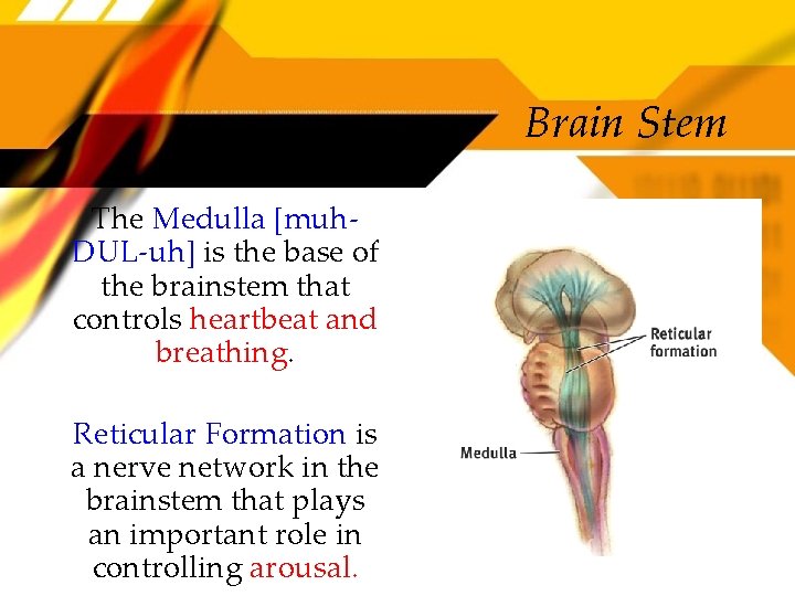 Brain Stem The Medulla [muh. DUL-uh] is the base of the brainstem that controls