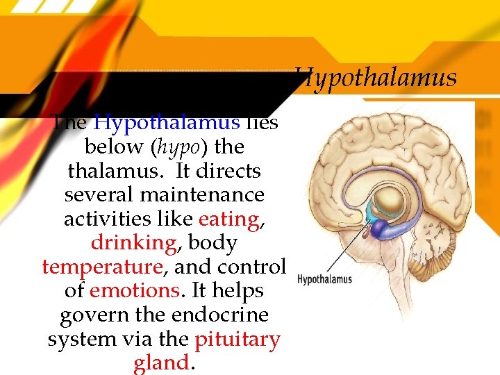 Hypothalamus The Hypothalamus lies below (hypo) the thalamus. It directs several maintenance activities like