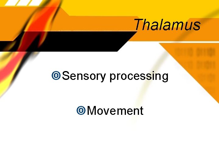 Thalamus Sensory processing Movement 