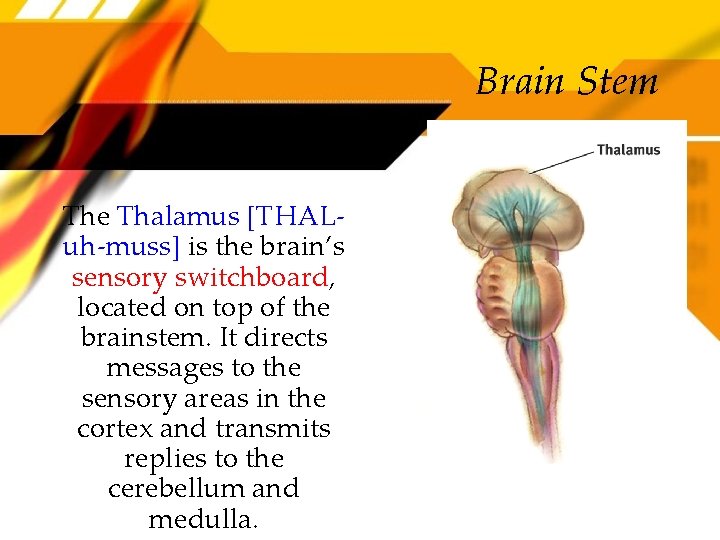 Brain Stem The Thalamus [THALuh-muss] is the brain’s sensory switchboard, located on top of