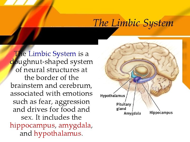 The Limbic System is a doughnut-shaped system of neural structures at the border of
