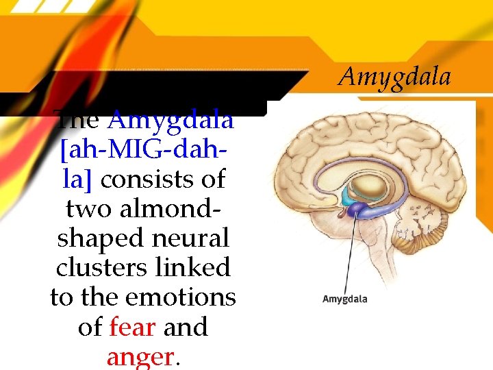 Amygdala The Amygdala [ah-MIG-dahla] consists of two almondshaped neural clusters linked to the emotions