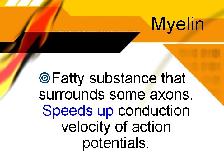 Myelin Fatty substance that surrounds some axons. Speeds up conduction velocity of action potentials.