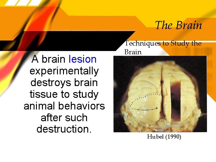 The Brain A brain lesion experimentally destroys brain tissue to study animal behaviors after