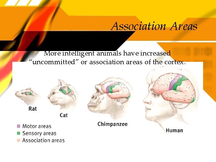 Association Areas More intelligent animals have increased “uncommitted” or association areas of the cortex.