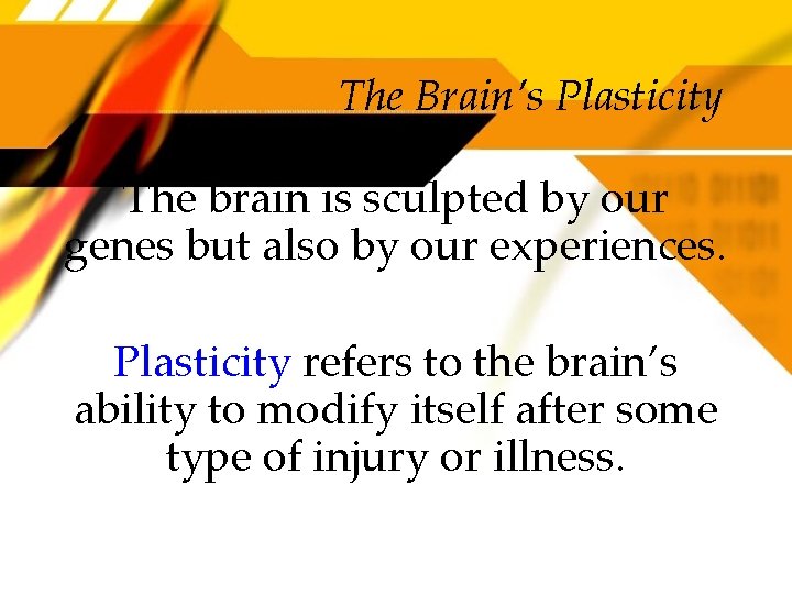 The Brain’s Plasticity The brain is sculpted by our genes but also by our