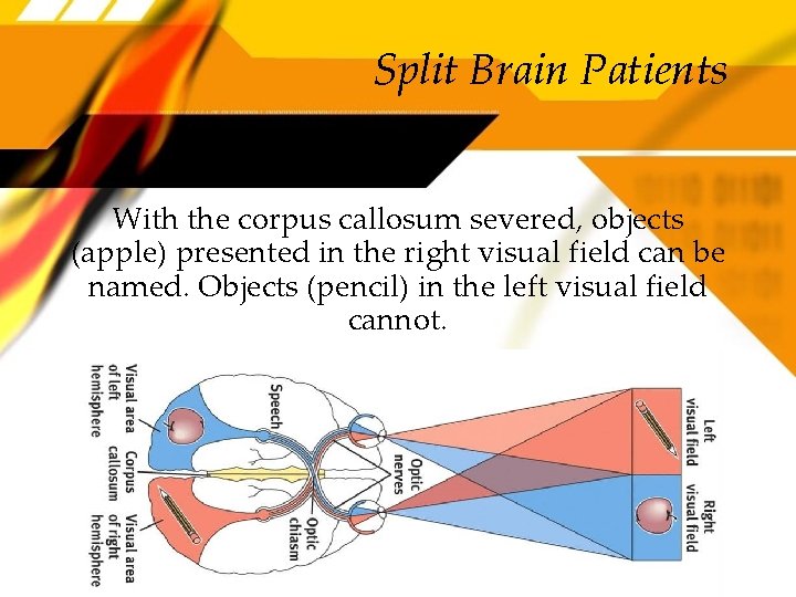 Split Brain Patients With the corpus callosum severed, objects (apple) presented in the right