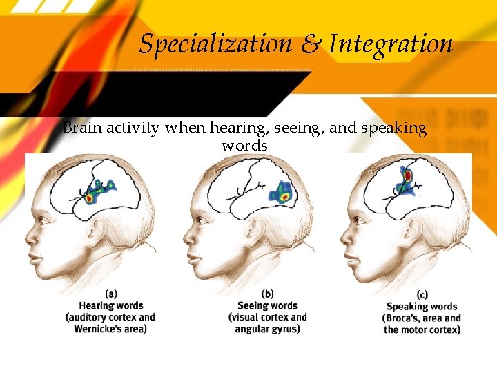 Specialization & Integration Brain activity when hearing, seeing, and speaking words 