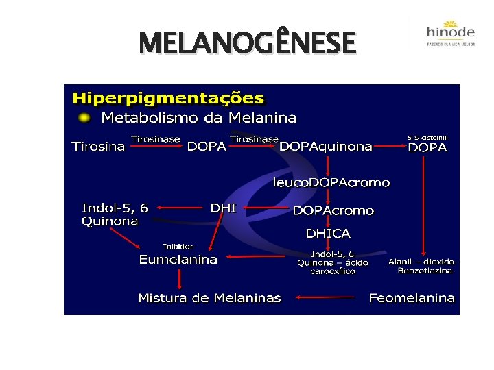 MELANOGÊNESE QUADRO DO METABOLISMO DA MELANINA 
