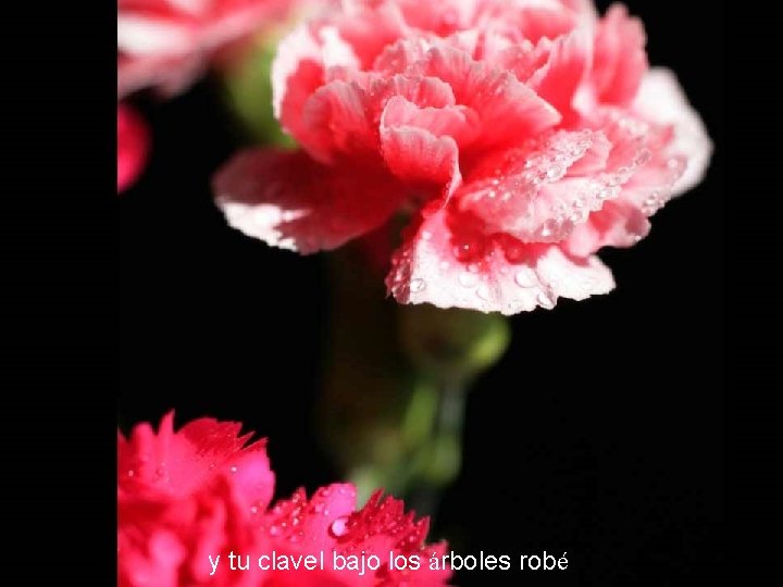 y tu clavel bajo los árboles robé y tu clavel bajo los árboles robé