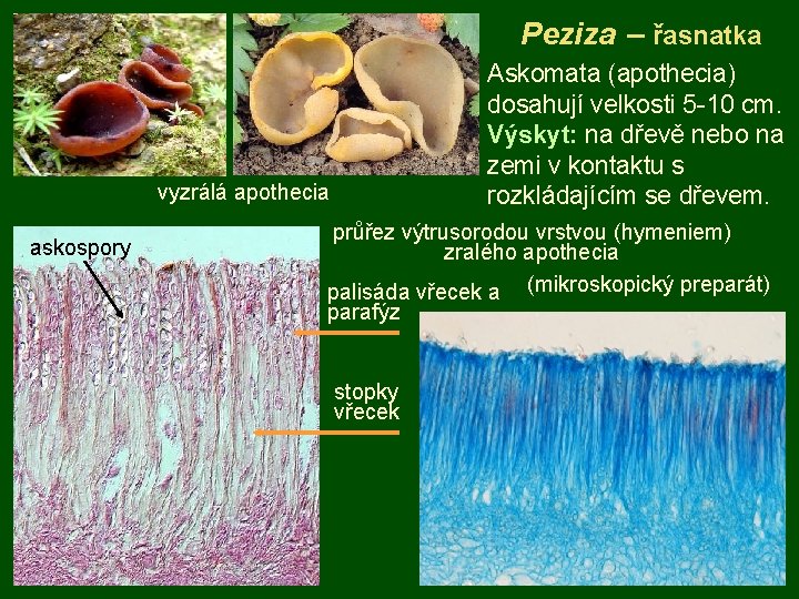 Peziza – řasnatka Askomata (apothecia) dosahují velkosti 5 -10 cm. Výskyt: na dřevě nebo