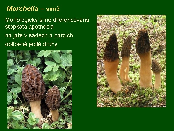 Morchella – smrž Morfologicky silně diferencovaná stopkatá apothecia na jaře v sadech a parcích