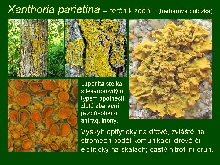 Xanthoria parietina – terčník zední (herbářová položka) Lupenitá stélka s lekanorovitým typem apothecií; žluté