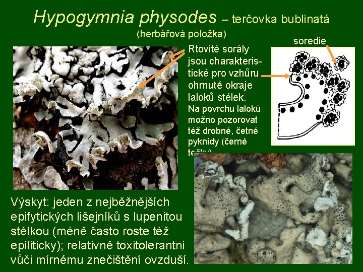 Hypogymnia physodes – terčovka bublinatá (herbářová položka) Rtovité sorály jsou charakteristické pro vzhůru ohrnuté