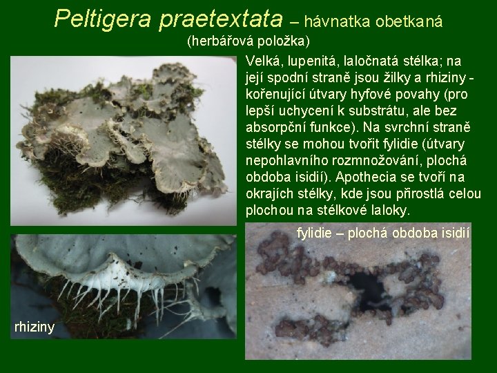 Peltigera praetextata – hávnatka obetkaná (herbářová položka) Velká, lupenitá, laločnatá stélka; na její spodní