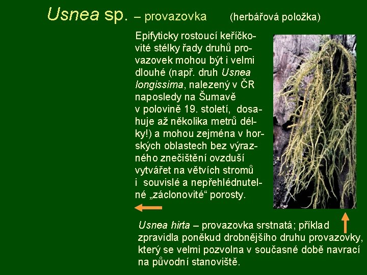 Usnea sp. – provazovka (herbářová položka) Epifyticky rostoucí keříčkovité stélky řady druhů provazovek mohou