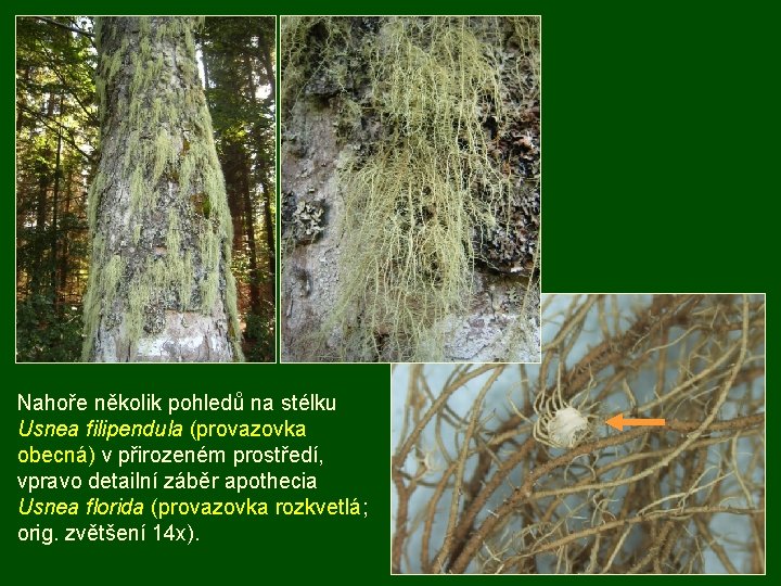 Nahoře několik pohledů na stélku Usnea filipendula (provazovka obecná) v přirozeném prostředí, vpravo detailní