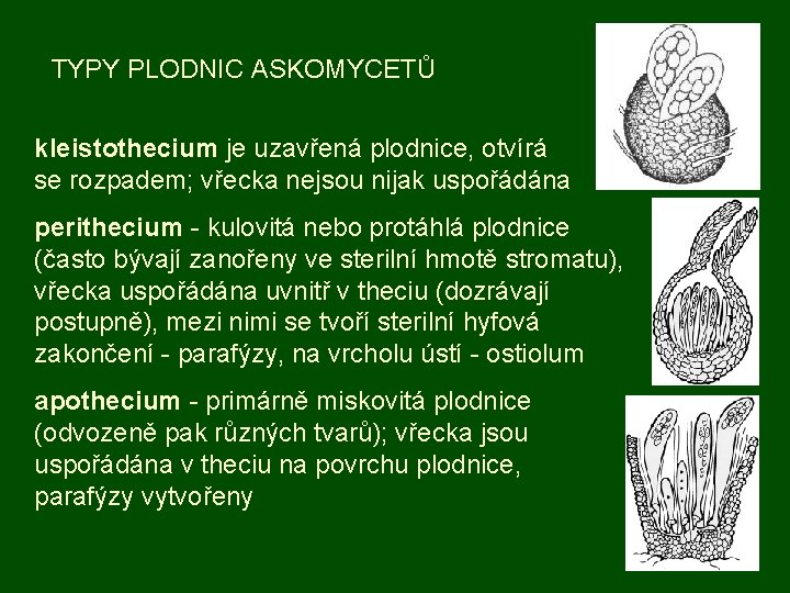 TYPY PLODNIC ASKOMYCETŮ kleistothecium je uzavřená plodnice, otvírá se rozpadem; vřecka nejsou nijak uspořádána