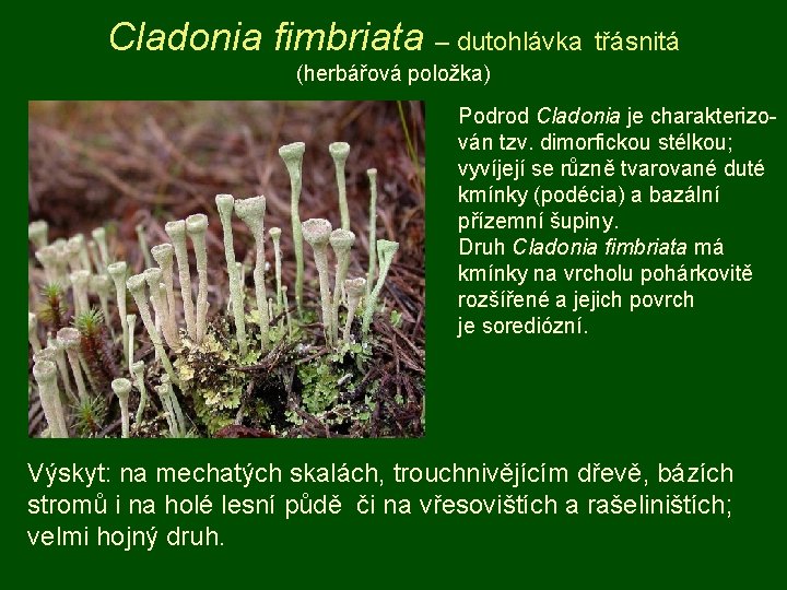 Cladonia fimbriata – dutohlávka třásnitá (herbářová položka) Podrod Cladonia je charakterizován tzv. dimorfickou stélkou;