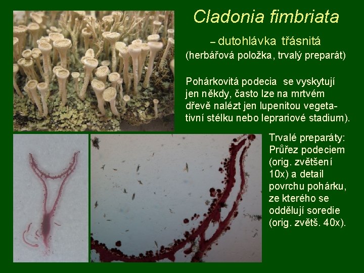 Cladonia fimbriata – dutohlávka třásnitá (herbářová položka, trvalý preparát) Pohárkovitá podecia se vyskytují jen