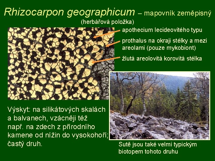 Rhizocarpon geographicum – mapovník zeměpisný (herbářová položka) apothecium lecideovitého typu prothalus na okraji stélky