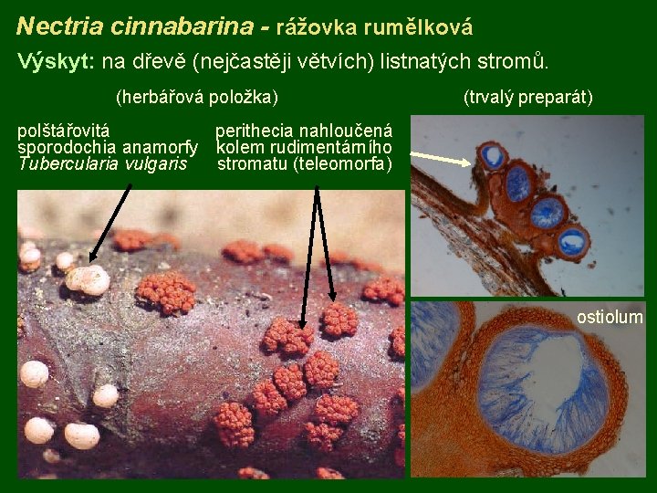 Nectria cinnabarina - rážovka rumělková Výskyt: na dřevě (nejčastěji větvích) listnatých stromů. (herbářová položka)