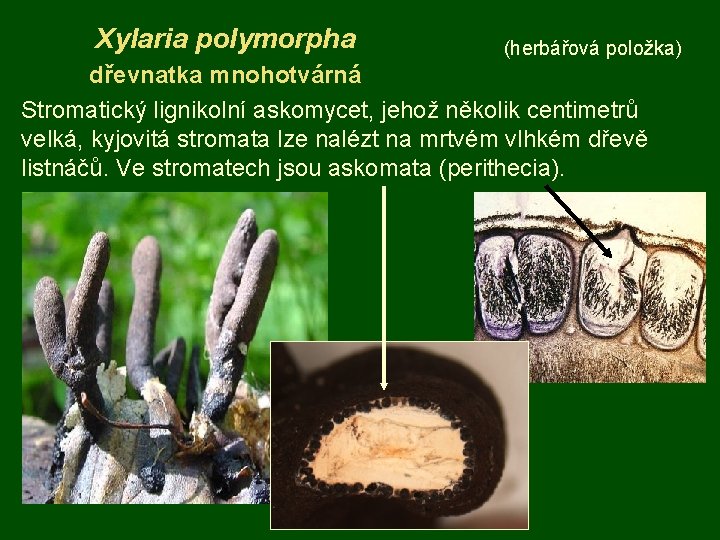 Xylaria polymorpha (herbářová položka) dřevnatka mnohotvárná Stromatický lignikolní askomycet, jehož několik centimetrů velká, kyjovitá