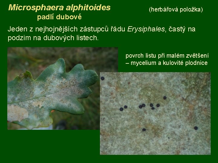 Microsphaera alphitoides (herbářová položka) padlí dubové Jeden z nejhojnějších zástupců řádu Erysiphales, častý na