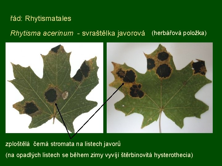 řád: Rhytismatales Rhytisma acerinum - svraštělka javorová (herbářová položka) zploštělá černá stromata na listech