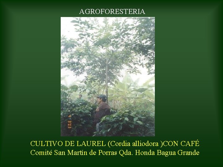 AGROFORESTERIA CULTIVO DE LAUREL (Cordia alliodora )CON CAFÉ Comité San Martín de Porras Qda.