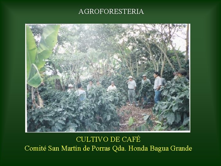 AGROFORESTERIA CULTIVO DE CAFÉ Comité San Martín de Porras Qda. Honda Bagua Grande 