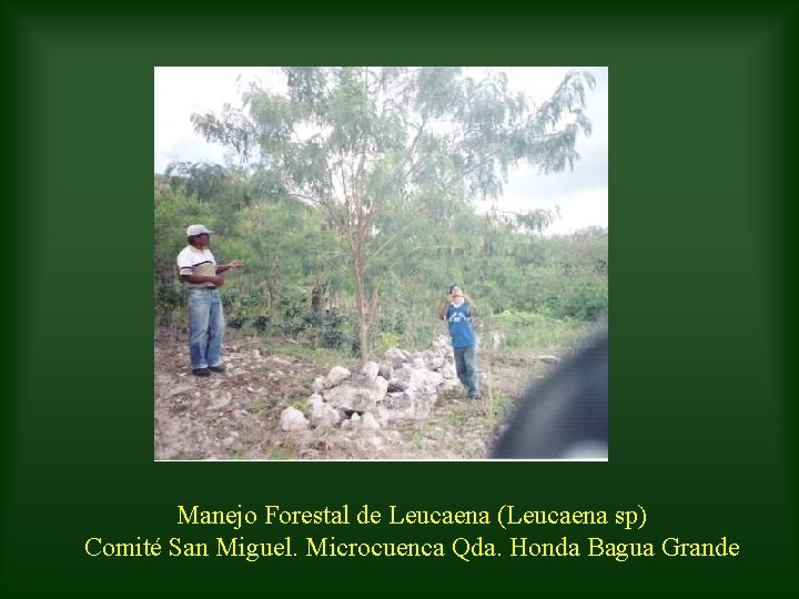 Manejo Forestal de Leucaena (Leucaena sp) Comité San Miguel. Microcuenca Qda. Honda Bagua Grande