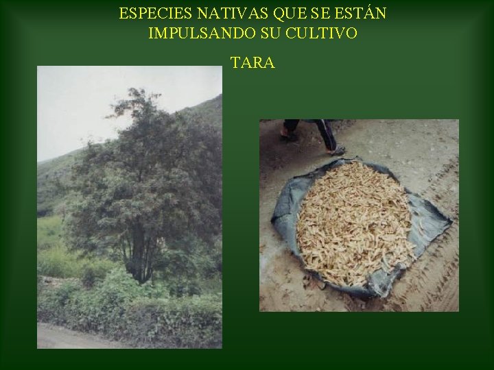 ESPECIES NATIVAS QUE SE ESTÁN IMPULSANDO SU CULTIVO TARA 