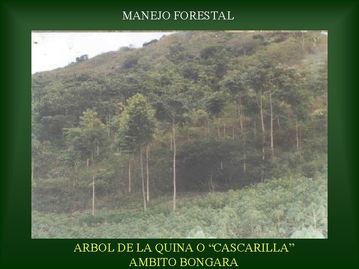 MANEJO FORESTAL ARBOL DE LA QUINA O “CASCARILLA” AMBITO BONGARA 