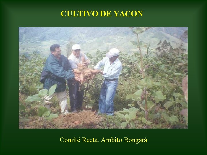 CULTIVO DE YACON Comité Recta. Ambito Bongará 