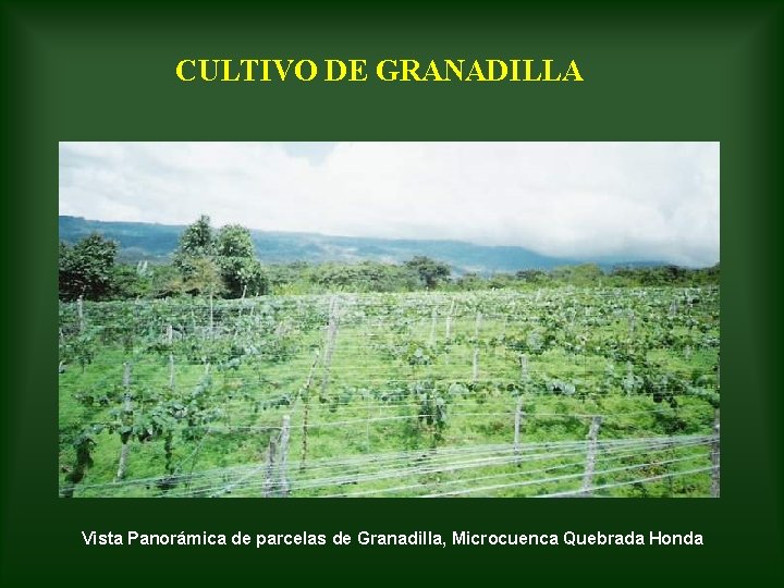 CULTIVO DE GRANADILLA Vista Panorámica de parcelas de Granadilla, Microcuenca Quebrada Honda 