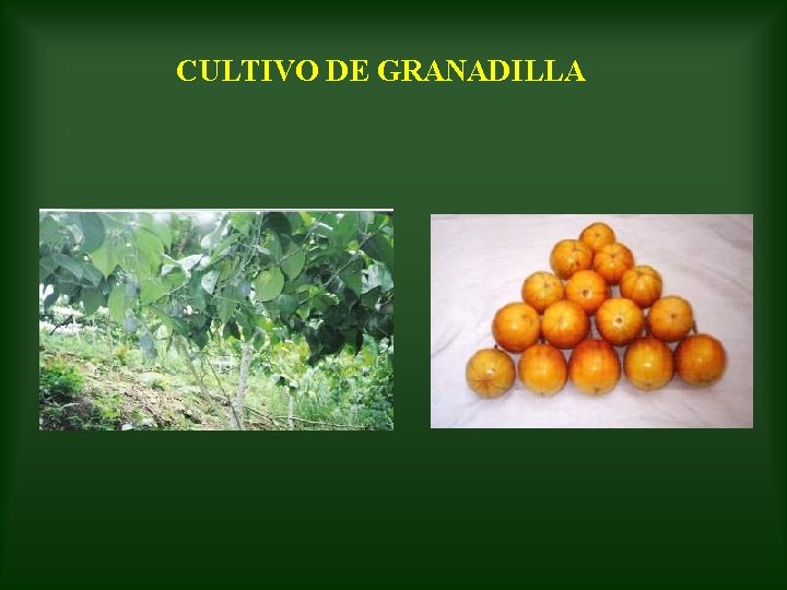 CULTIVO DE GRANADILLA 