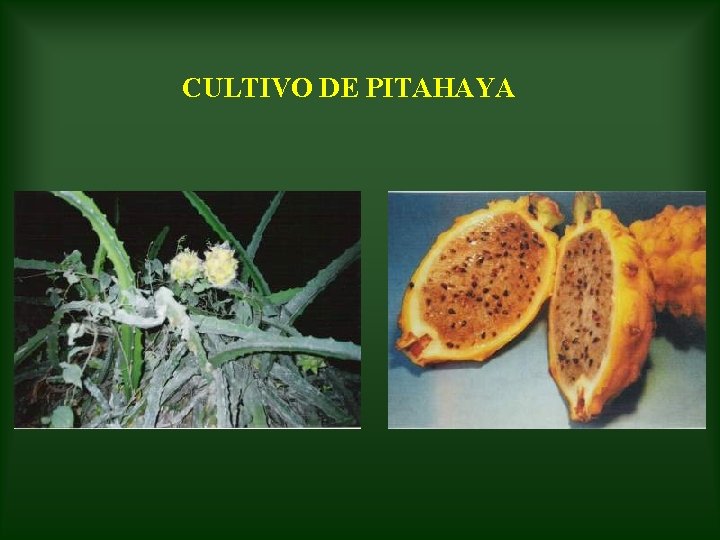 CULTIVO DE PITAHAYA 