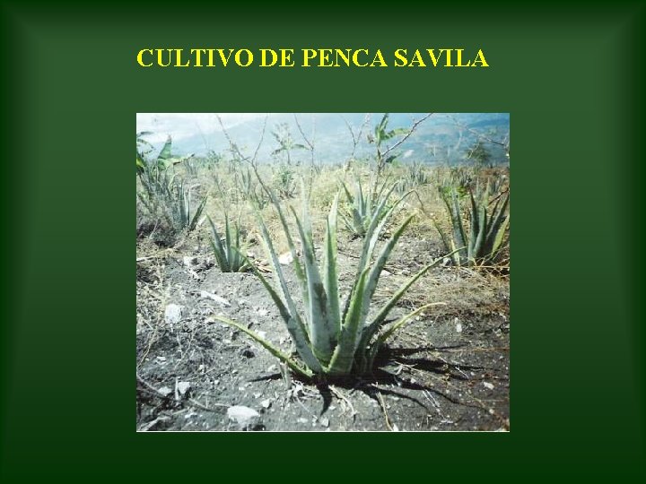 CULTIVO DE PENCA SAVILA 