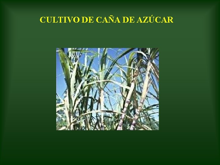 CULTIVO DE CAÑA DE AZÚCAR 