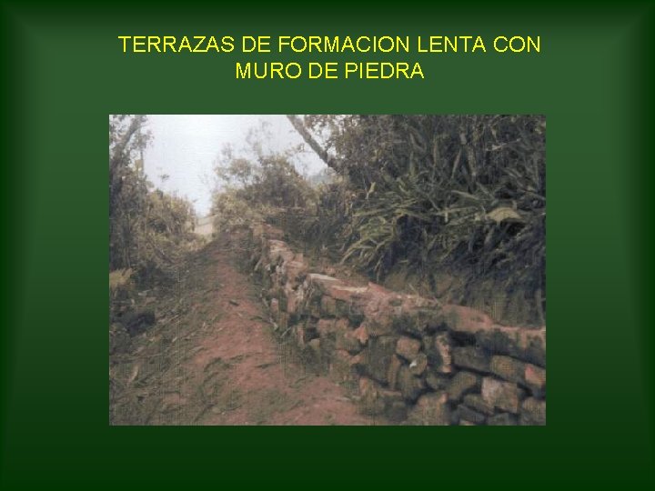 TERRAZAS DE FORMACION LENTA CON MURO DE PIEDRA 