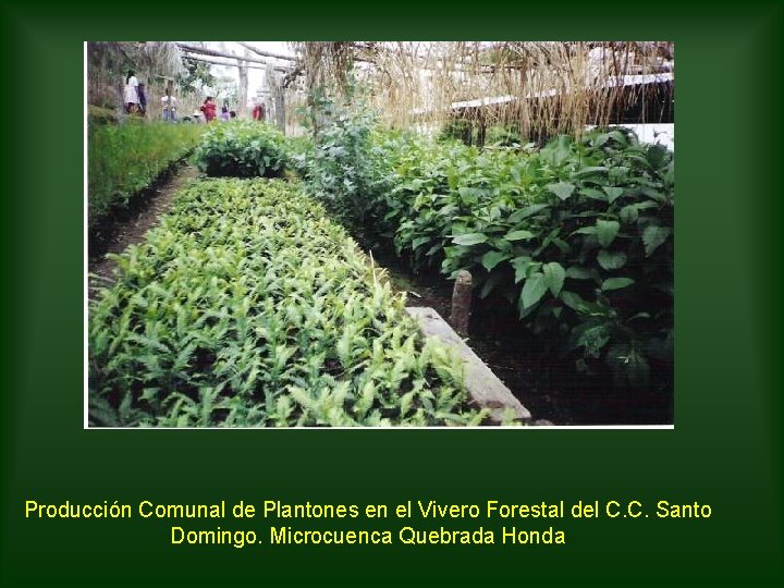 Producción Comunal de Plantones en el Vivero Forestal del C. C. Santo Domingo. Microcuenca