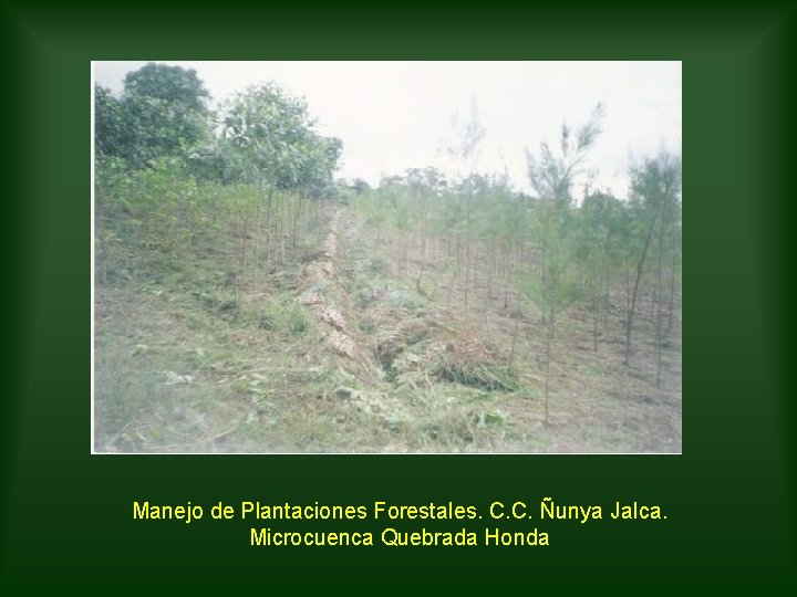 Manejo de Plantaciones Forestales. C. C. Ñunya Jalca. Microcuenca Quebrada Honda 